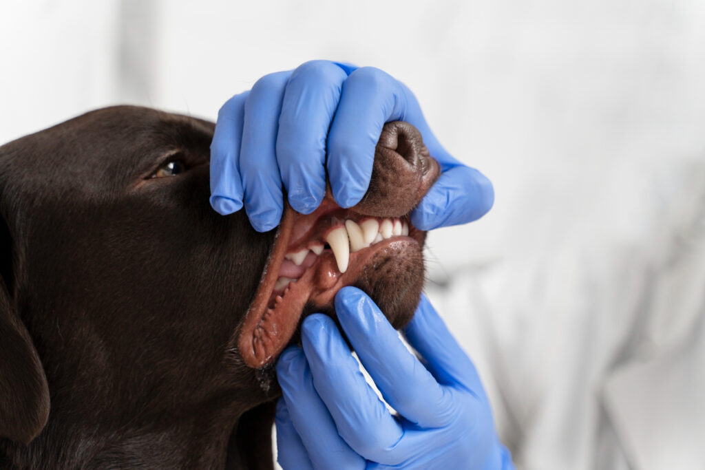 Razões pelas quais seu pet deveria estar indo ao dentista