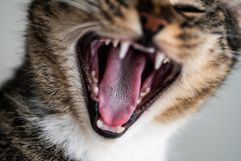 Bafo em cães e gatos não é normal!